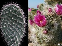 Opuntia pilifera JLcoll.3601.jpg